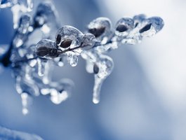 Gałąź pokryta lodem 