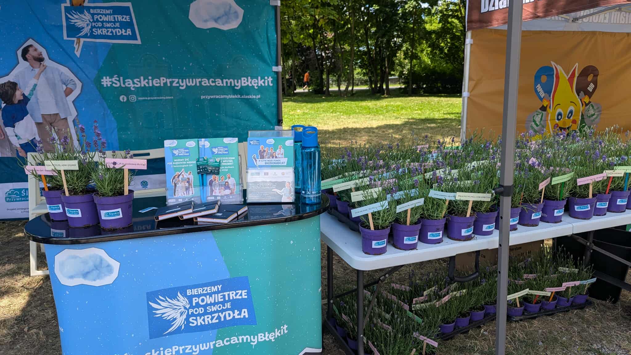 Stolik i namiot z materiałami promującymi program, doniczkami z lawendą i hasłami proekologicznymi.